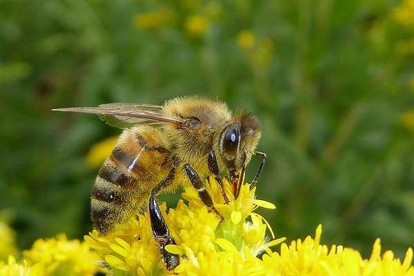 Une abeille qui butine une fleur - Parc Aventure de Fontdouce en Charente-Maritime