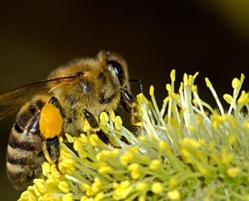 Une abeille qui butine le nectar d'une fleur - Parc Aventure de Fontdouce Près de Saintes
