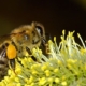 Une abeille qui butine le nectar d'une fleur - Parc Aventure de Fontdouce Près de Saintes