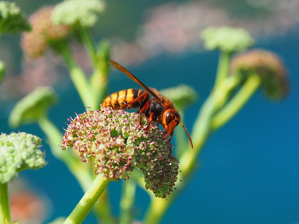 Un frelon asiatique néfaste pour les abeilles - Parc Aventure de Fontdouce